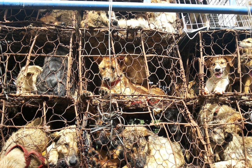 Help stop the Lychee Massacre. Save tortured dogs.